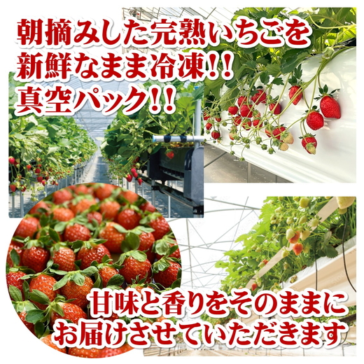 まるは食堂 マルハリゾート いちごの丘 『訳あり』完熟 冷凍いちご 3kg 1kg×3袋 ｜ 訳あり いちご イチゴ 冷凍 3kg 国産 完熟 スムージー ジャム ヨーグルト シャーベット デザート アイス おやつ 果物 フルーツ 愛知県 美浜町 ※北海道・沖縄・離島への配送不可