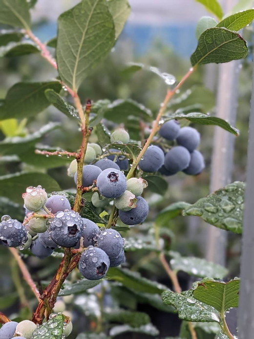 ブルーベリー 訳あり 500g×2パック | 大粒 品種ミックス くだもの 果物 フルーツ ヨーグルト ジャム 国産 愛知県産 ※北海道・沖縄・離島への配送不可