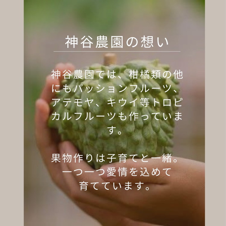 【訳あり】甘夏8kg | 数量限定 あまなつ 夏みかん 柑橘 かんきつ くだもの フルーツ 国産 愛知県 知多半島 美浜町 農家直送 産地直送 ※北海道・沖縄・離島への配送不可 ※2026年4月上旬～5月下旬頃に順次発送予定