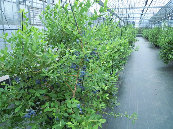 ちたフルーツビレッジ(美浜町)大粒ブルーベリー狩りペア入場券