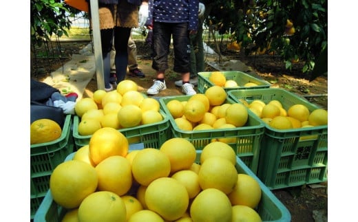 国産(美浜町産)グレープフルーツオーナー制度 〇