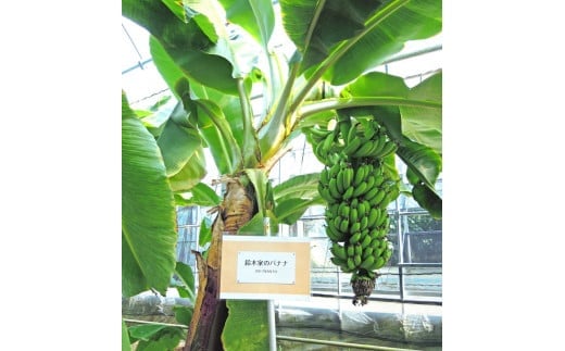美浜町産ばななオーナー制度 ◆