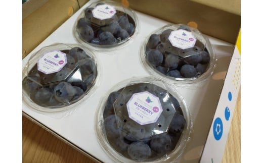 採れたて！大粒系ブルーベリー　100g×4パック　※2026年5月上旬～7月上旬頃に順次発送予定
