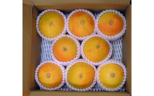 美浜町産グレープフルーツ（スタールビー）ご家庭用　6-8玉（約2.2kg）　※2026年5月上旬〜7月上旬頃に順次発送予定