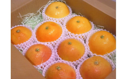 美浜町産グレープフルーツ（スタールビー）中玉入り　8-10玉（約3kg）※2025年5月上旬〜7月上旬頃に順次発送予定 ※着日指定不可