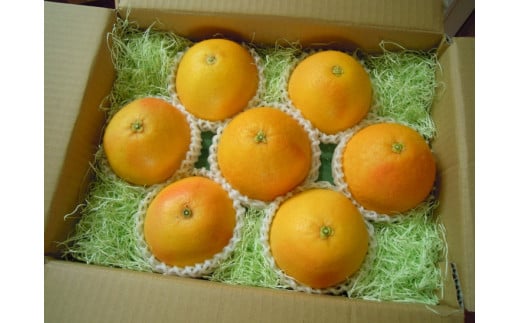 美浜町産グレープフルーツ（スタールビー）特選ギフト　6-7玉（約3kg）　※2026年5月上旬〜7月上旬頃に順次発送予定