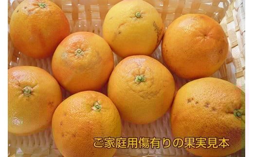 美浜町産グレープフルーツ（スタールビー）　ご家庭用　傷あり　約4kg入り　※2026年5月上旬〜8月上旬頃に順次発送予定