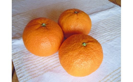 美浜町産　津之輝　ご家庭用　約2.5kg※2024年3月上旬～下旬頃に順次発送予定※着日指定不可