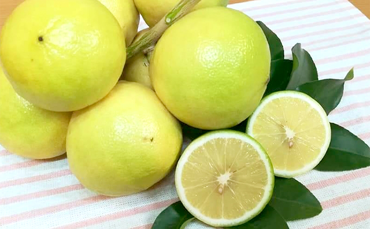 美浜町産温室ベルガモット　生果実『自宅用4.5kg入り』　※2025年11月上旬頃～2026年2月下旬頃に順次発送