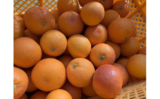 美浜町産ブラッドオレンジタロッコ　オーナー制度