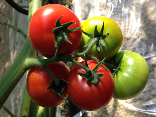 とまとの王子さま　約2.8kg ※2026年1月上旬～5月下旬頃に順次発送予定◆