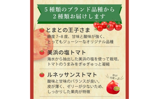 完熟トマト食べ比べセット1kg 約3種類のトマト 美味しさ選別 ｜とまと トマト 減農薬 野菜 やさい 人気 新鮮 産地直送 直売 フルーツトマト 甘い 高糖度 完熟 リコピン ビタミン ダイエット 美容 美肌 愛知県 美浜町 ※2026年1月上旬～5月下旬頃に順次発送