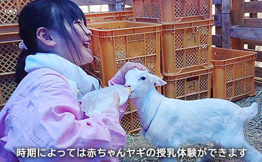 【体験型返礼品】ヤギの飼育員さん体験コース（来場/3時間）2名（愛知ヤギ農場）