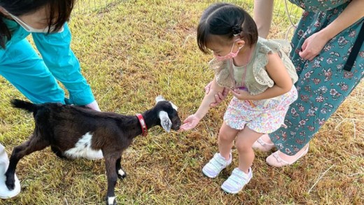 【体験型返礼品】癒しのヤギセラピー体験（来場/1時間/1名）（愛知ヤギ農場）