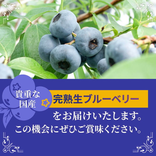 【先行受付予約】知多半島 生ブルーベリー 1.2kg（100g×12パック） 完熟 果物 フルーツ 旬 農園直送 青果物 国産 健康 美容 愛知県 美浜町 ブルーベリーの里みはま 産地直送 ※2026年6月上旬～8月中旬に順次発送予定 送料無料 数量限定 期間限定 ※北海道・沖縄・離島への配送不可