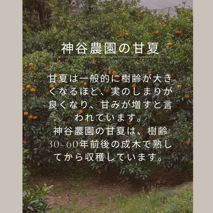 【訳あり】甘夏8kg | 数量限定 あまなつ 夏みかん 柑橘 かんきつ くだもの フルーツ 国産 愛知県 知多半島 美浜町 農家直送 産地直送 ※北海道・沖縄・離島への配送不可 ※2026年4月上旬～5月下旬頃に順次発送予定