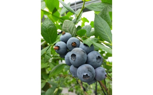 美浜町産　超大粒ブルーベリー『ユーリカ』品種指定 100g×4パック　※2026年5月中旬～5月下旬頃に順次発送予定