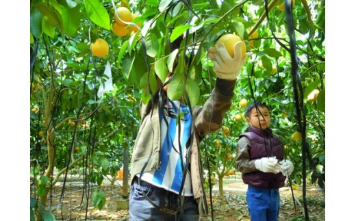 美浜町産ブラッドオレンジタロッコ　オーナー制度