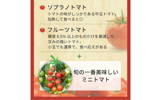 完熟トマト食べ比べセット1kg 約3種類のトマト 美味しさ選別 ｜とまと トマト 減農薬 野菜 やさい 人気 新鮮 産地直送 直売 フルーツトマト 甘い 高糖度 完熟 リコピン ビタミン ダイエット 美容 美肌 愛知県 美浜町 ※2026年1月上旬～5月下旬頃に順次発送