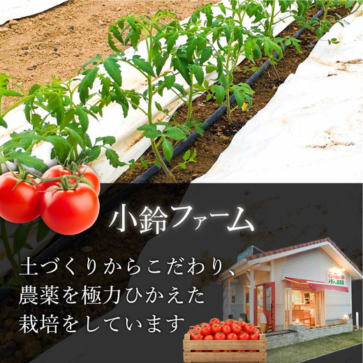 小鈴ファーム オリジナルトマト とまとの王子さまだけで作った特別な トマトジュース 200ml×3本 ｜食塩無添加 無塩 無添加 完熟トマト ストレートジュース 100％果汁 高糖度 愛知県 美浜町