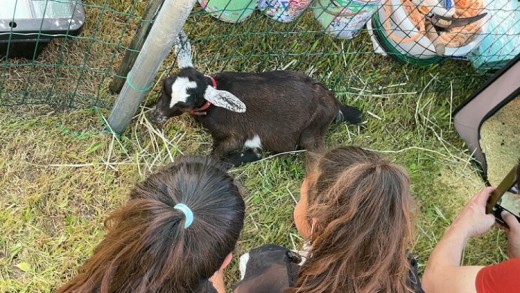 【体験型返礼品】癒しのヤギセラピー体験（来場/1時間/1名）（愛知ヤギ農場）