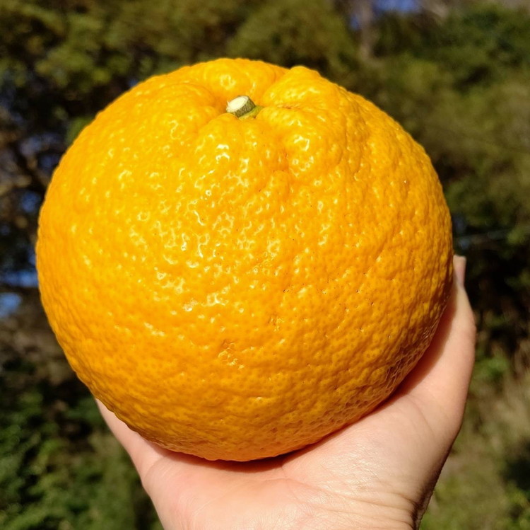 【訳あり】甘夏8kg | 数量限定 あまなつ 夏みかん 柑橘 かんきつ くだもの フルーツ 国産 愛知県 知多半島 美浜町 農家直送 産地直送 ※北海道・沖縄・離島への配送不可 ※2026年4月上旬～5月下旬頃に順次発送予定