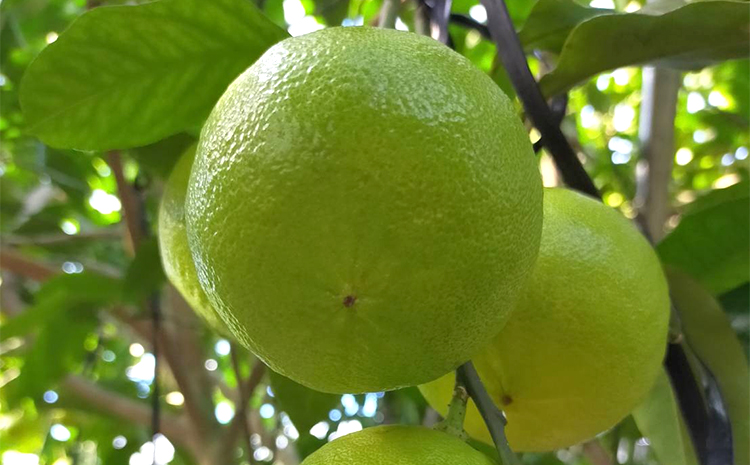 美浜町産温室ベルガモット　生果実『自宅用9kg入り』　※2025年11月上旬頃～2026年2月下旬頃に順次発送予定