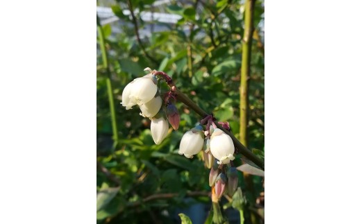 美浜町産　超大粒ブルーベリー『ユーリカ』品種指定 100g×4パック　※2026年5月中旬～5月下旬頃に順次発送予定