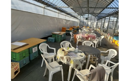 美浜町産ブラッドオレンジタロッコ　オーナー制度