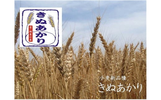 かっぱ麺　うどん　1箱14袋入り ≪ウドン 饂飩 美浜の塩 愛知県 特産品≫◇