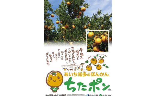 ちたポン（ぽんかん）5kg｜あいち知多のぽんかん 太田ぽんかん ポンカン フルーツ 果物 果実 かんきつ みかん ミカン 蜜柑 期間限定 数量限定 美浜町 愛知県 知多半島 国産　※北海道・沖縄・離島への配送不可　※2026年1月中旬～2月中旬頃に順次発送予定