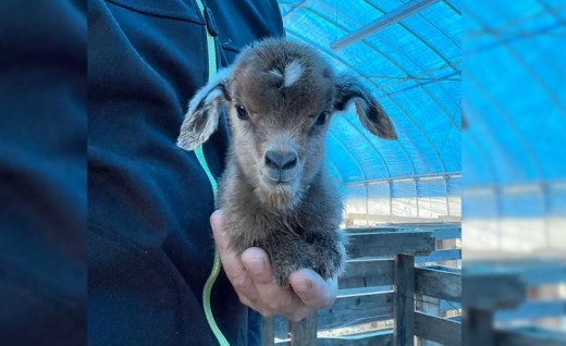 【体験型返礼品】癒しのヤギセラピー体験（来場/1時間/1名）（愛知ヤギ農場）