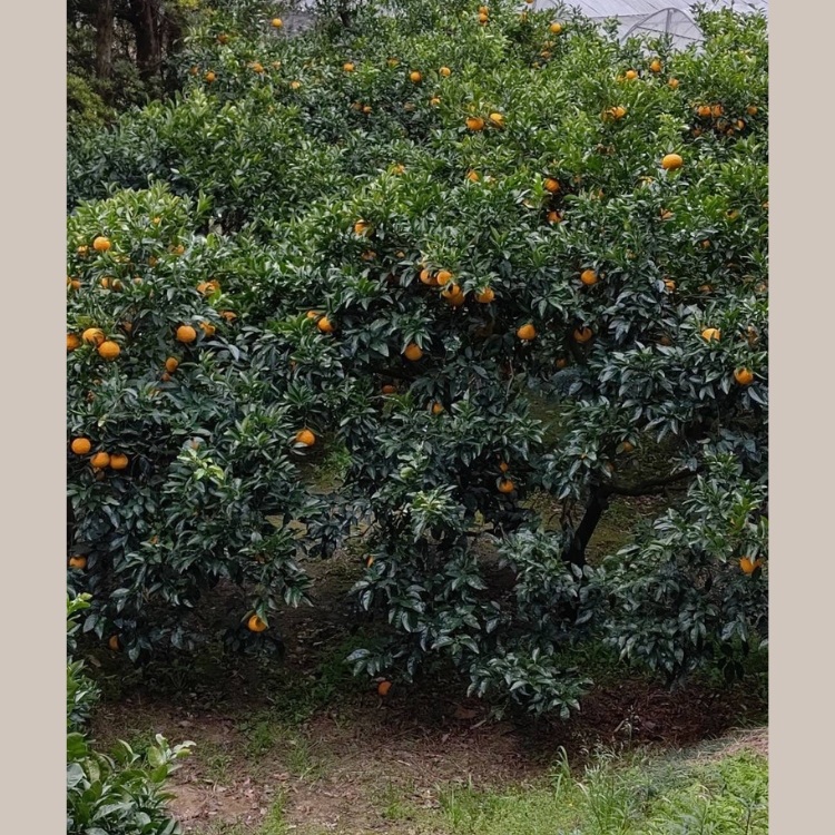 【訳あり】甘夏8kg | 数量限定 あまなつ 夏みかん 柑橘 かんきつ くだもの フルーツ 国産 愛知県 知多半島 美浜町 農家直送 産地直送 ※北海道・沖縄・離島への配送不可 ※2026年4月上旬～5月下旬頃に順次発送予定