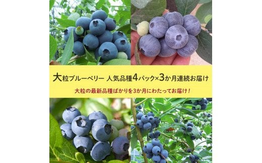 【定期便】大粒ブルーベリー　人気品種4パック×3ヶ月連続お届け　※2026年5月上旬〜7月上旬頃に順次発送予定