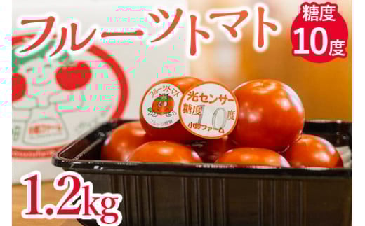フルーツトマト糖度10度　1.2kg ※2026年1月上旬～4月下旬頃に順次発送予定◆
