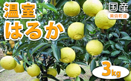 国産(美浜町産)温室はるか 3kg入り ※2026年1月下旬頃より順次発送予定