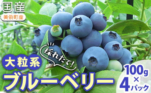 採れたて！大粒系ブルーベリー　100g×4パック　※2026年5月上旬～7月上旬頃に順次発送予定