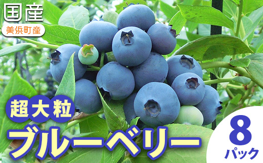 国産(美浜町産)超大粒ブルーベリー 『8パック入り』　※2026年5月上旬～7月上旬頃に順次発送予定