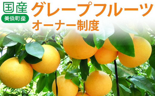 国産(美浜町産)グレープフルーツオーナー制度 〇
