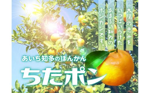 ちたポン（ぽんかん）5kg｜あいち知多のぽんかん 太田ぽんかん ポンカン フルーツ 果物 果実 かんきつ みかん ミカン 蜜柑 期間限定 数量限定 美浜町 愛知県 知多半島 国産　※北海道・沖縄・離島への配送不可　※2026年1月中旬～2月中旬頃に順次発送予定