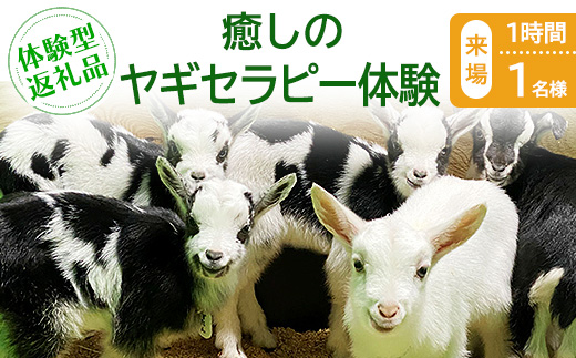 【体験型返礼品】癒しのヤギセラピー体験（来場/1時間/1名）（愛知ヤギ農場）