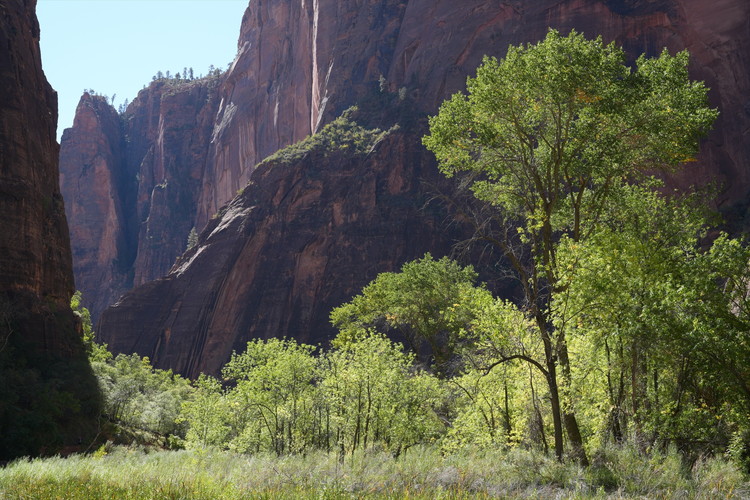 デジタル一眼カメラα[Eマウント]用レンズ　FE 50mm F1.4 GM | ソニー カメラ レンズ 一眼 短焦点 交換レンズ