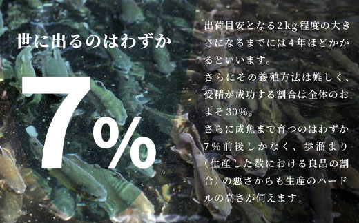 国産サーモン 生食可 絹姫サーモン 冷凍フィーレ 1枚 (300g～400g) サーモン スペシャルトラウト トラウトサーモン 鮭 魚 刺身 お刺身 無添加 絹姫 ブランド マス アマゴ ご当地 天然 産地直送 川育ち 味付けなし 魚介 魚介類 -033