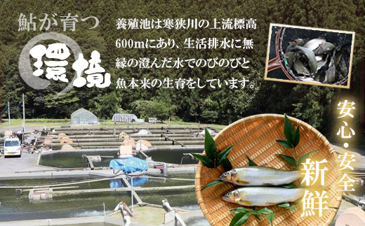 骨まで柔らかい！鮎の甘露煮 6尾 (2尾×3パック) 鮎 甘露煮 惣菜 魚 魚介 あゆ アユ 常温 煮物 おつまみ -340