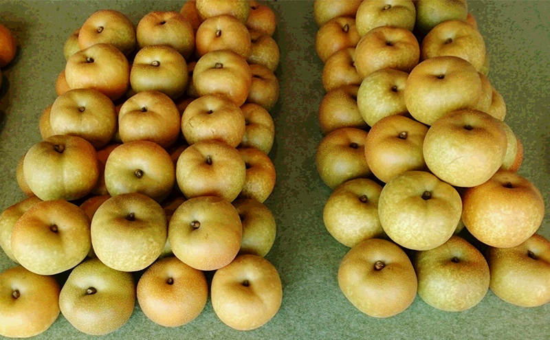三重県津市久居産 【鈴木果樹園 ひさい梨 3kg】 [ 梨 幸水 秀玉 豊水 ナシ 果物 フルーツ 産地直送 ]