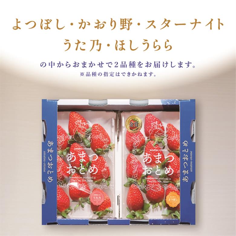 あまつおとめ いちご 2品種 食べ比べセット 計500g (250g×2パック)[ 五感で楽しむ至福のいちご よつぼし かおり野 スターナイト うた乃 ほしうらら 果物 フルーツ 苺 イチゴ ブランド 詰め合わせ お楽しみ 人気 ]