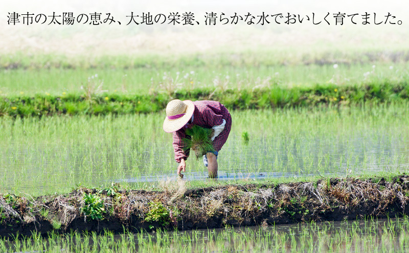 三重県津市産 至福の一杯 5kg　米 お米 ご飯 飯 白米 精米 津市 三重県