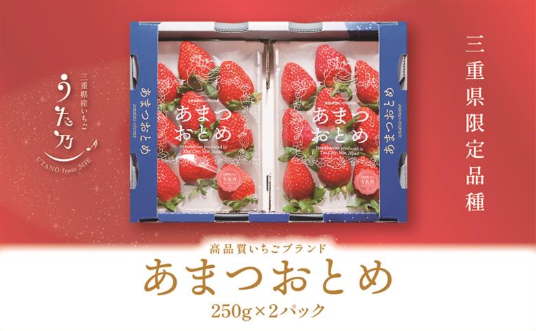 あまつおとめ イチゴ「うた乃」三重県限定品種 計500g (250g×2パック)[ 五感で楽しむ至福のいちご 果物 フルーツ 苺 イチゴ ブランド 人気 ]