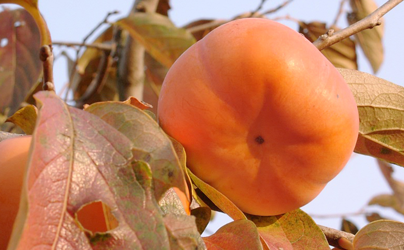 樹齢90年越え古木次郎柿 約5kg [ かき カキ 果物 フルーツ 産地直送 ] 果物類