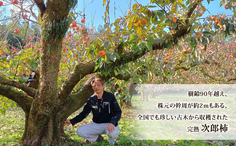 樹齢90年越え古木次郎柿 約5kg [ かき カキ 果物 フルーツ 産地直送 ] 果物類